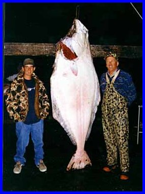 Trophy Halibut